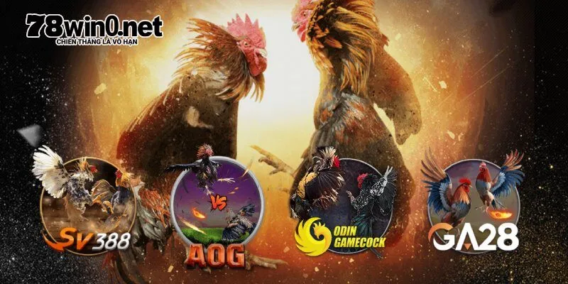đá gà 78win giới thiệu