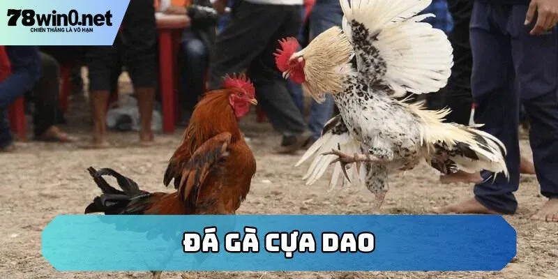 đá gà cựa dao
