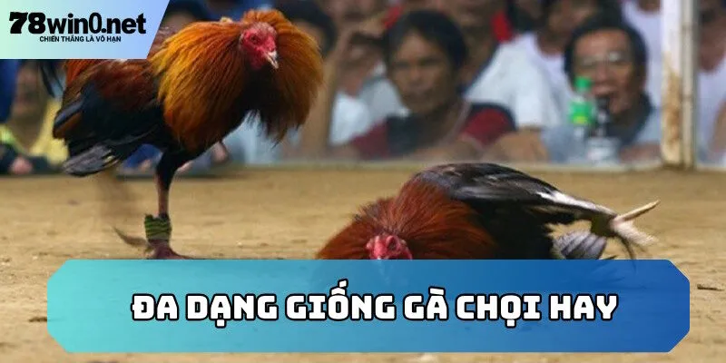 đá gà thomo đa dạng chiến kê