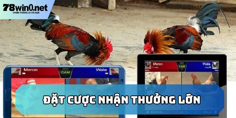 đá gà thomo đặt cược
