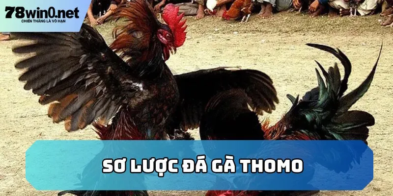 đá gà thomo tổng quan