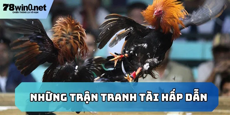 đá gà thomo trận đấu hay